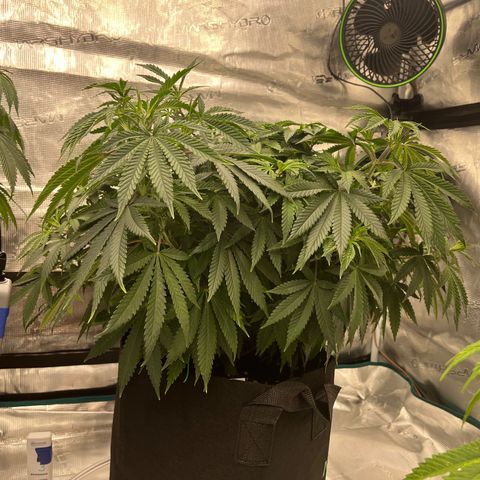 Pineapple Express P3 growlog photo: 10:15am- wee bit droopier than last night 