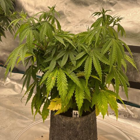 Pineapple Express P4 growlog photo: 10:15am- droopier than last night 