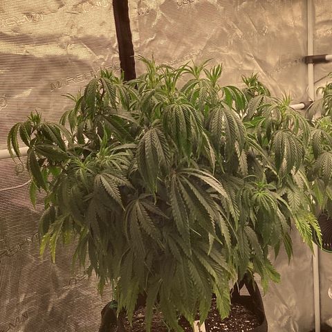 Pineapple Express P1 growlog photo: 10PM- Pre H2O