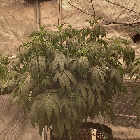 Pineapple Express P2 growlog photo: 10PM- Pre H2O