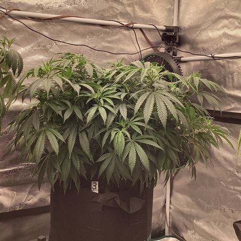 Pineapple Express P3 growlog photo: 10PM- Pre H2O