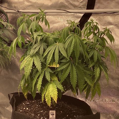 Pineapple Express P4 growlog photo: 10PM- Pre H2O, noticed LST started semi moderate splitting of initial topping site. Will do something about it  tomorrow but the internet doesn’t seem too worried.
