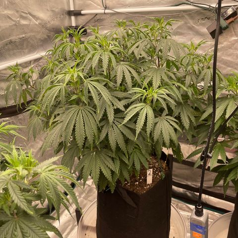 Pineapple Express P2 growlog photo: 7:30pm- *Humbly* flexing with new high tech mushroom decoy sticky trap. (Hard to see at this angle). 