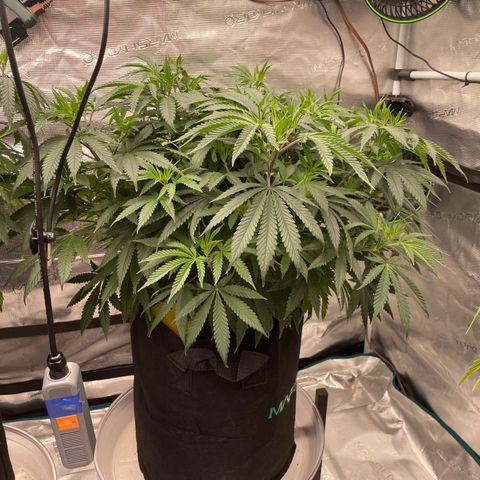 Pineapple Express P3 growlog photo: 7:30pm- Humbly flexing with new high tech mushroom decoy sticky trap. P3 is the canopy champ.