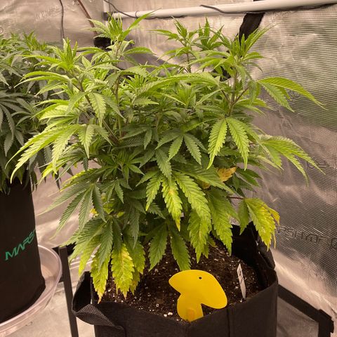 Pineapple Express P4 growlog photo: 7:30pm- flexin with new high tech mushroom decoy sticky trap. 