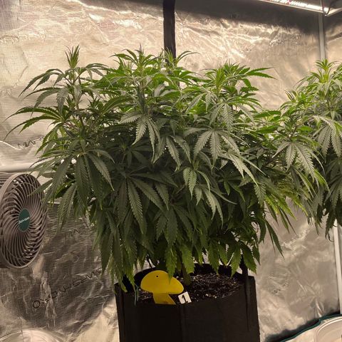 Pineapple Express P1 growlog photo: 11:15pm- post nutrient watering, happy asf