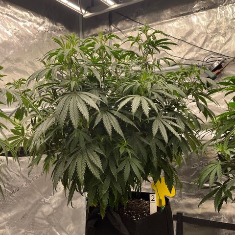 Pineapple Express P2 growlog photo: 11:15pm- post nutrient watering, happy asf