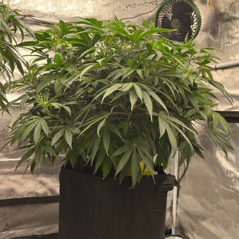 Pineapple Express P3 growlog photo: 11:15pm- post nutrient watering, happy asf