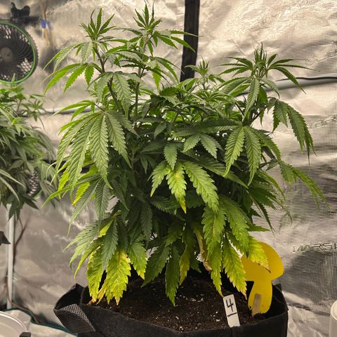 Pineapple Express P4 growlog photo: 11:15pm- post nutrient watering, happier than earlier