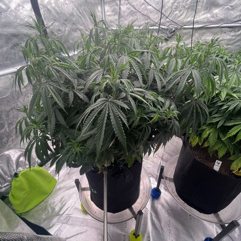 Pineapple Express P1 growlog photo: 8pm- post water 