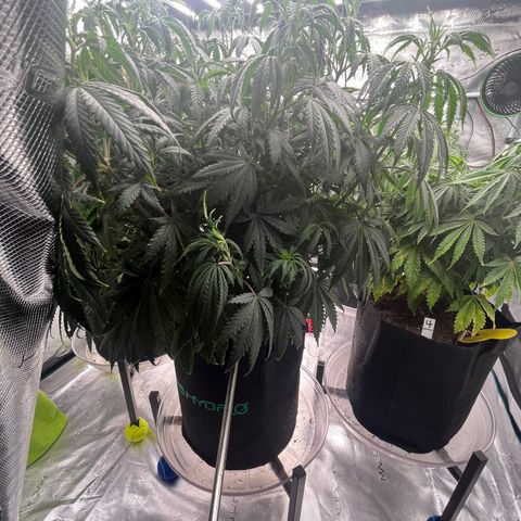 Pineapple Express P2 growlog photo: 8pm- post water 