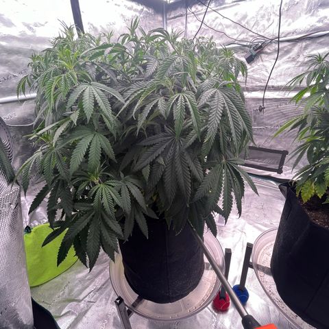 Pineapple Express P3 growlog photo: 8pm- post water 