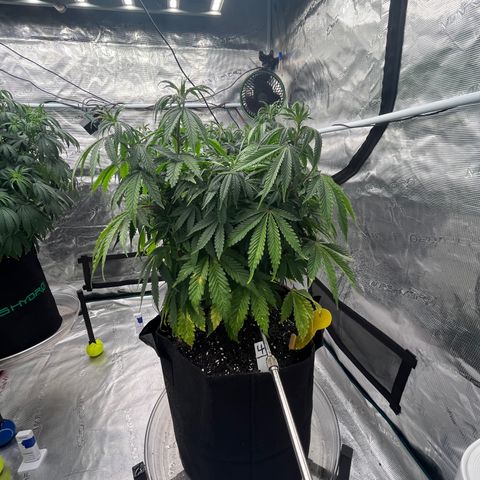 Pineapple Express P4 growlog photo: 8pm- post water 