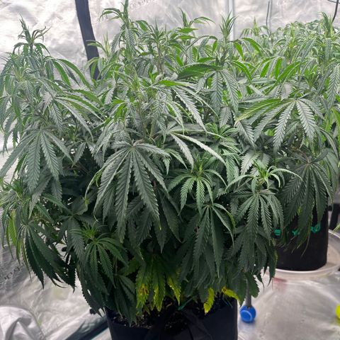 Pineapple Express P1 growlog photo: 8pm