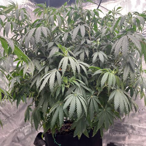 Pineapple Express P2 growlog photo: 8pm
