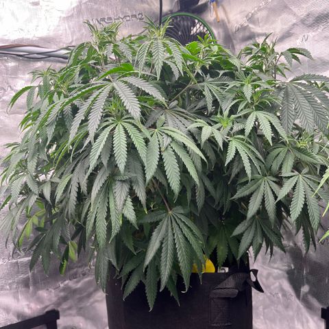 Pineapple Express P3 growlog photo: 8pm