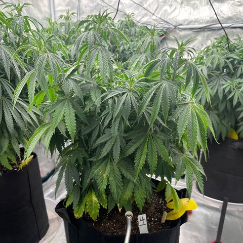 Pineapple Express P4 growlog photo: 8pm