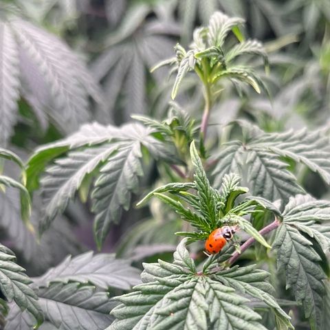 Pineapple Express P3 growlog photo: 8pm- little g standing guard, hunting aphids and gnats. I love how they compliment the leaves 