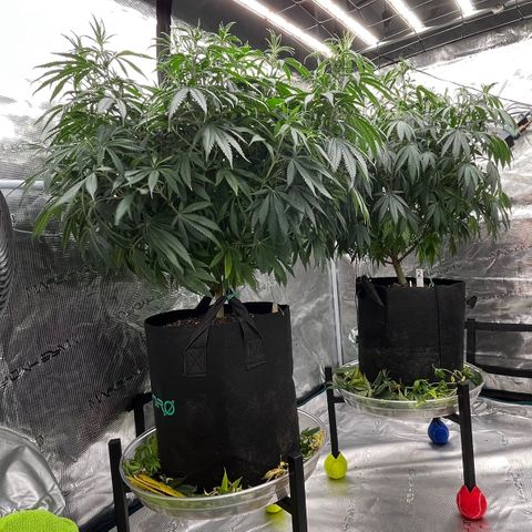 Pineapple Express P1 growlog photo: 9:30am- post heaviest defoliation yet. Maybe 1 more before switch to flower. 