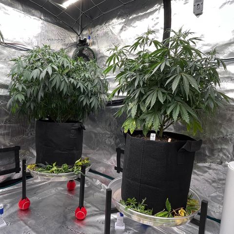 Pineapple Express P3 growlog photo: 9:30am- post heaviest defoliation yet. Maybe 1 more before switch to flower. 