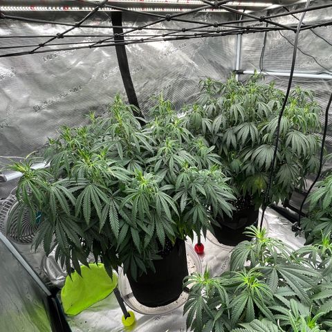 Pineapple Express P1 growlog photo: 11:30am- post gallon of water each