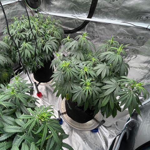 Pineapple Express P3 growlog photo: 11:30am- post gallon of water each