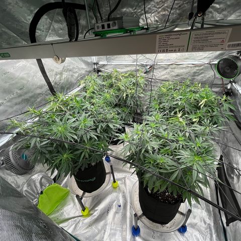 Pineapple Express P3 growlog photo: 5:45pm- trellis in action, flowering soon; almost time to swap out humidifier and start using the AC unit.