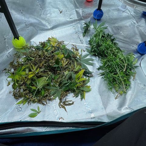 Pineapple Express P3 growlog photo: 9:30am- Everything defoliated, 8 stems (2 bottom-most of each) and a bunch of leaves dead and alive. 