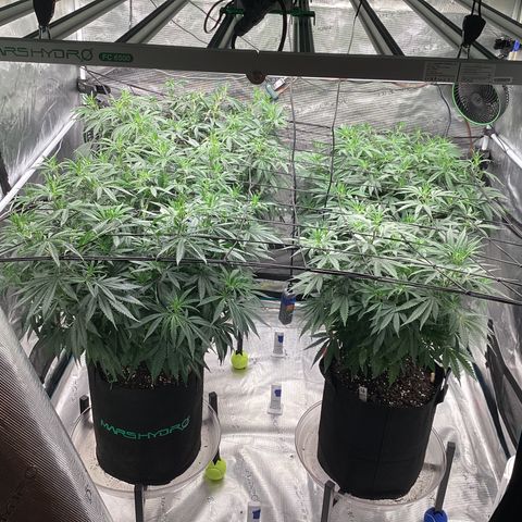Pineapple Express P3 growlog photo: 10:15pm- small adjustments to trellis, plants taking to it quite nicely