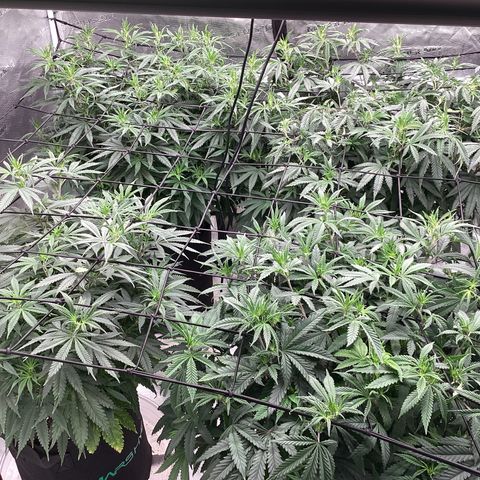 Pineapple Express P3 growlog photo: 10:15pm- small adjustments to trellis, plants taking to it quite nicely