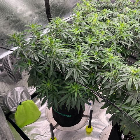 Pineapple Express P1 growlog photo: 10pm- final photos before transition to flower