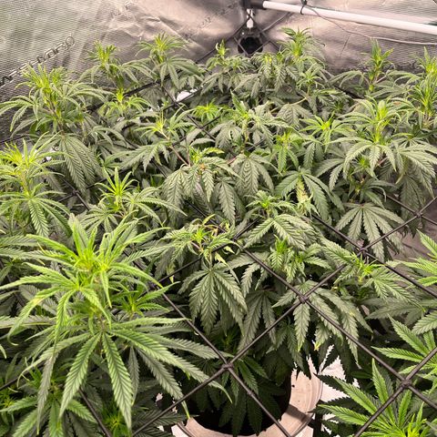 Pineapple Express P2 growlog photo: 10pm- final photos before transition to flower