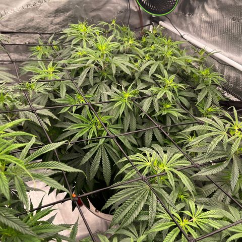 Pineapple Express P3 growlog photo: 10pm- final photos before transition to flower