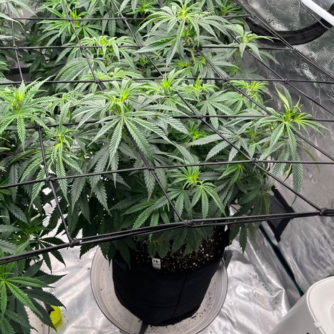 Pineapple Express P4 growlog photo: 10pm- final photos before transition to flower