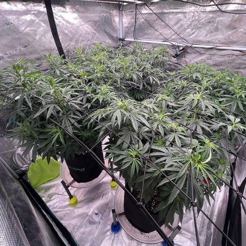Pineapple Express P3 growlog photo: 10pm- Godspeed and goodnight.