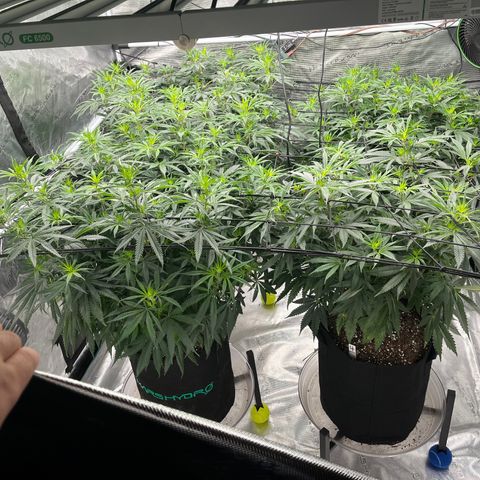 Pineapple Express P3 growlog photo: 12pm- first day of flower! Look at them