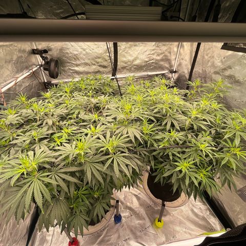 Pineapple Express P3 growlog photo: 12pm- first day of flower! Look at them