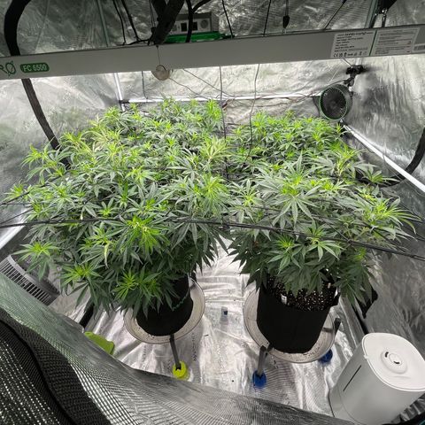 Pineapple Express P3 growlog photo: 11:30am- truly flourishing 