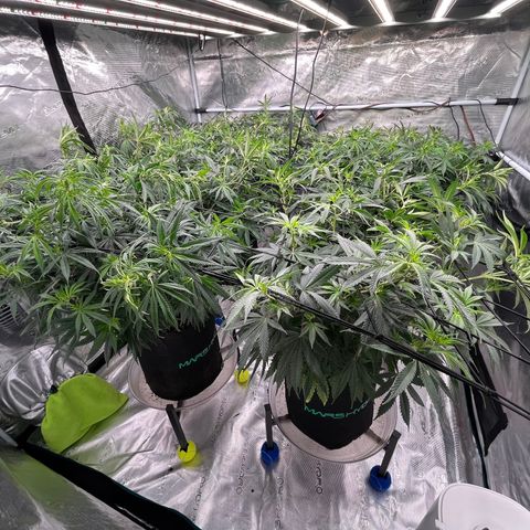 Pineapple Express P3 growlog photo: 2pm- adjusted Trellis to flatten/widen canopy as much as possible. Only so much can be done forP1 & P2, they’re just too tall and wide 