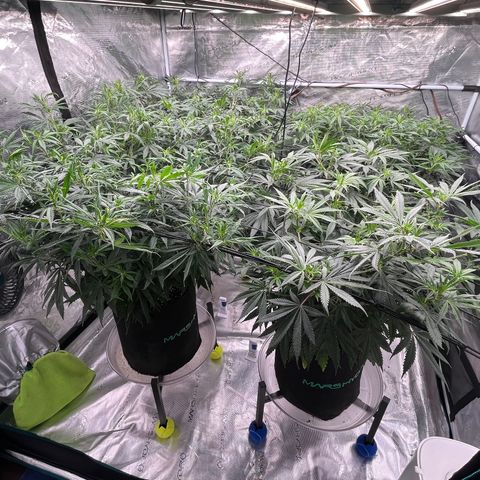 Pineapple Express P3 growlog photo: 10:45pm- few hours post water, leaves looking happy and reaching