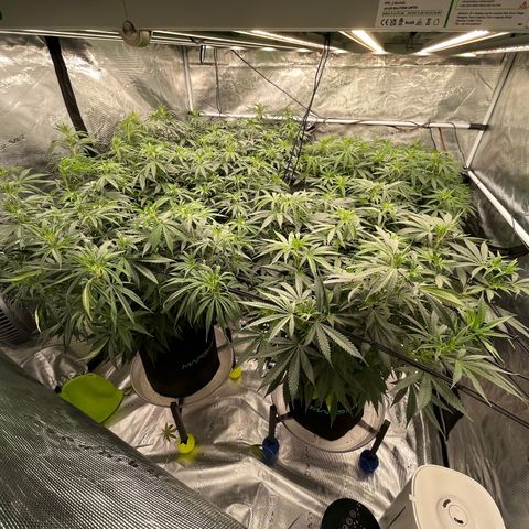 Pineapple Express P3 growlog photo: 9:15pm- canopy bussin, RH been though…