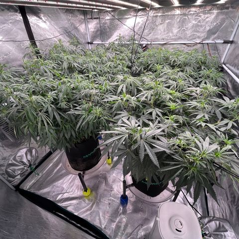 Pineapple Express P3 growlog photo: 10:45pm- canopy bussin, but P1 and P2 are starting to look thirsty, check to see if they need water in the morning.