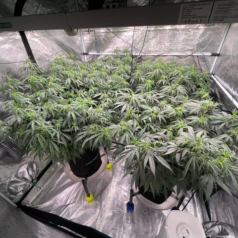 Pineapple Express P3 growlog photo: 10:45pm- post water