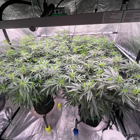 Pineapple Express P3 growlog photo: 2:15pm- increased the lights to the max and reintroduced CO2. 1000ppfd ~ 1300ppfd. Watching closely to ensure they don’t burn.
