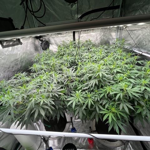 Pineapple Express P3 growlog photo: 10:30pm- A good bit post feeding, canopy looks excellent.