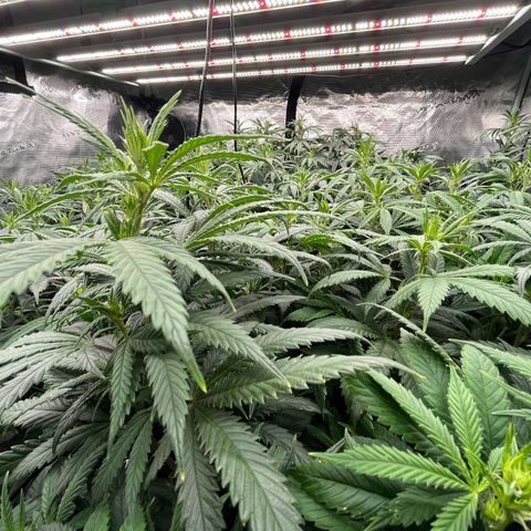 Pineapple Express P3 growlog photo: 10:30pm- A good bit post feeding, canopy looks excellent.