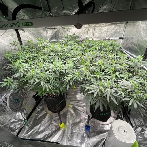 Pineapple Express P3 growlog photo: 10:30pm- A good bit post feeding, canopy looks excellent.