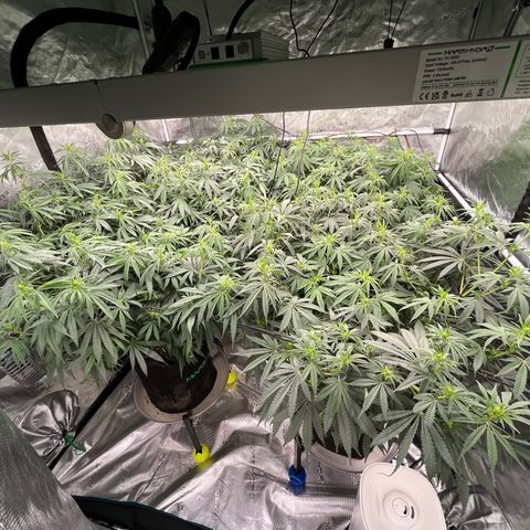 Pineapple Express P3 growlog photo: 11pm- lookin right