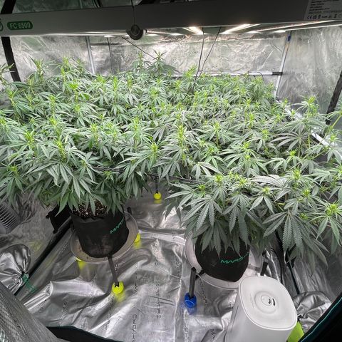 Pineapple Express P3 growlog photo: 10:15pm- post water