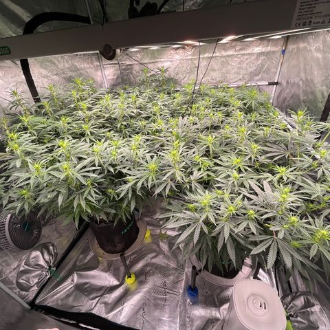 Pineapple Express P3 growlog photo: 11am- pistils are pistiling